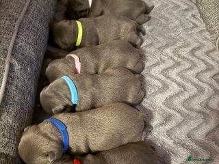 Staffordshire Bull Terrier dogs KC Blue Staffordshire Bull Terrier Puppies - Advert 14