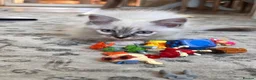 Ragdoll cats for sale: Stunning Ragdoll kittens - READY TO LEAVE NOW!! - Advert 21