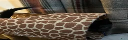 Mixed Breed cats for sale: Half bengal kittens  in Pentre - Advert 2