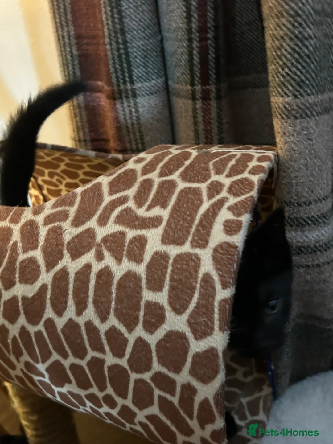Mixed Breed cats for sale: Half bengal kittens  in Pentre - Advert 2