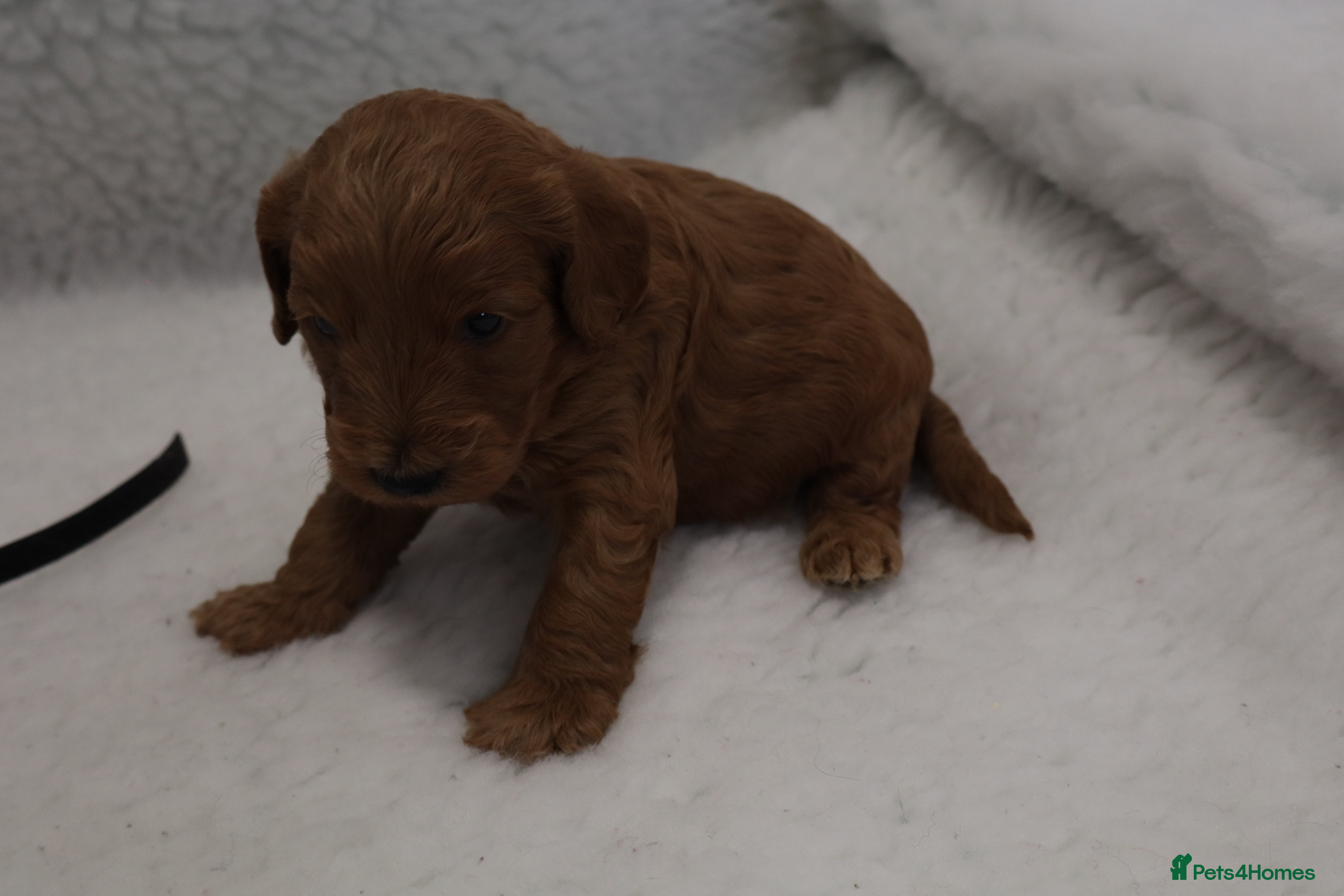 Cockapoo dogs WATCH LIVE! ELITE COCKAPOOS 5* LICENSED BREEDER  - Advert 2