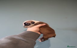 English Bulldog dogs for sale: English bulldog puppies  - Image 4