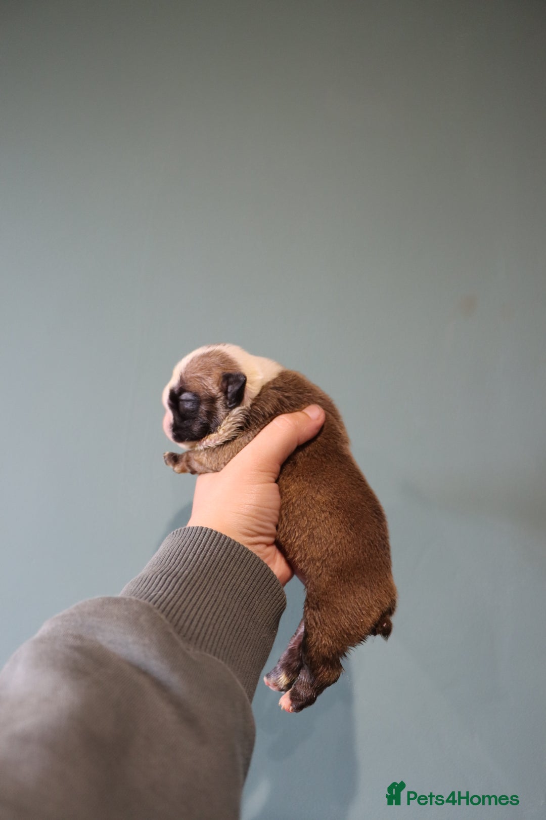 English Bulldog dogs for sale: English bulldog puppies  - Image 4