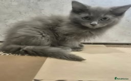 Ragdoll cats for sale: 4 ragdolls ready to leave now  - Image 5