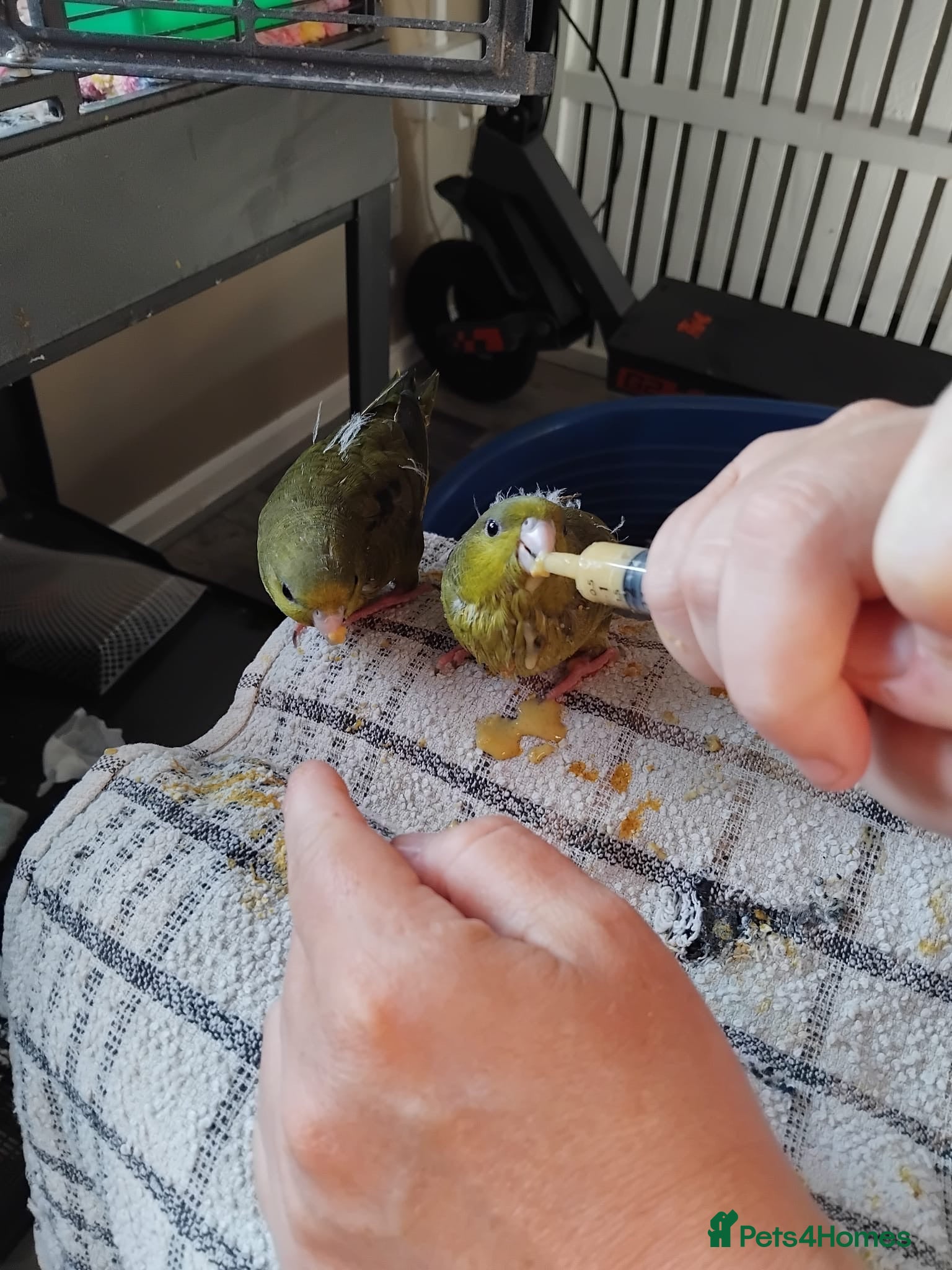 Budgerigars birds Linnies not budgies  hand reared  - Advert 2