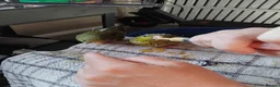 Budgerigars birds for sale: Linnies not budgies  hand reared  - Advert 2