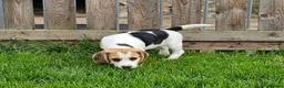 Beagle dogs for sale: 2Beautiful KC Registered Beagle Pups - Ready Now - Advert 4