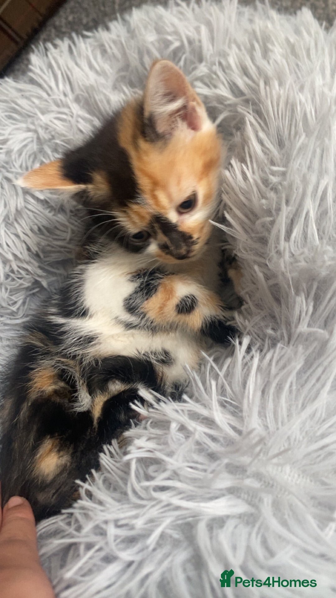 Mixed Breed cats for sale: Cute torti kitten available  - Advert 2