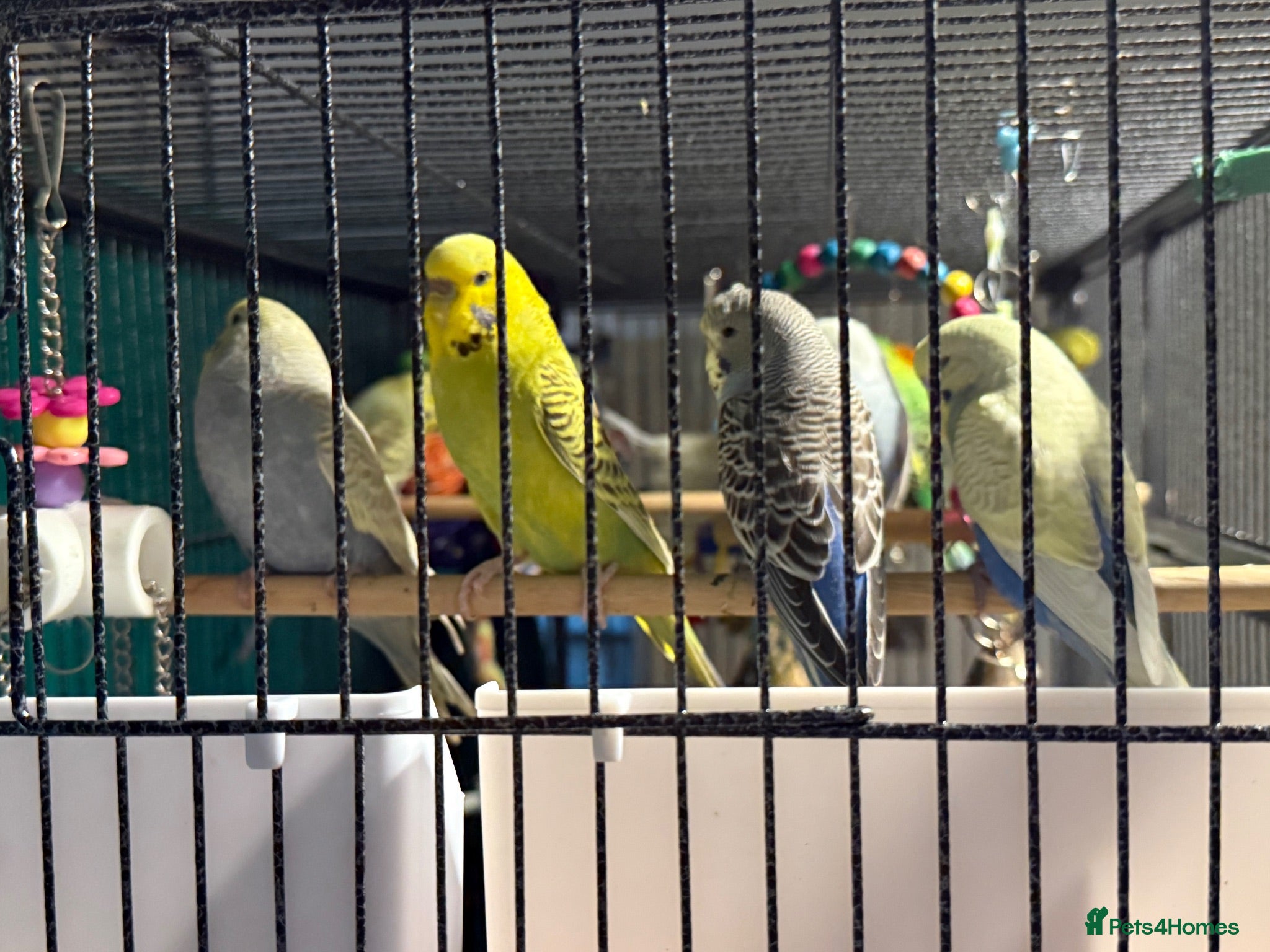 Budgerigars birds young  budgies available SOLD MORE AVAILABLE SOON - Advert 2