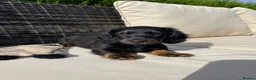 Miniature Dachshund dogs for sale: Miniature long haired dachshunds  - Advert 18