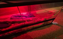 Boa Snake reptiles for sale: Red tail boa  - Image 2