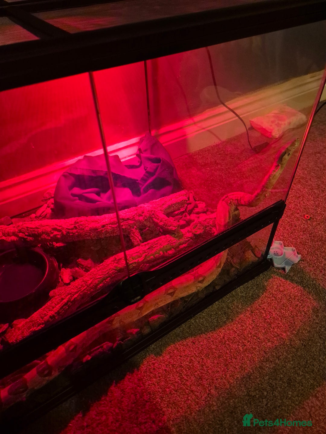Boa Snake reptiles for sale: Red tail boa  - Image 2