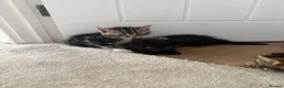 Mixed Breed cats for sale: Small litter of 3 girl kittens  - Advert 3