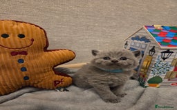 British Shorthair cats for sale: 🐾 Beautiful 7 British Shorthair Kittens 🐾  - Advert 5