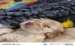Cocker Spaniel dogs for sale: Show type Cocker spaniel puppy's KCR - Image 1