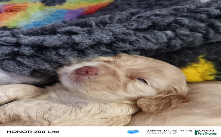 Cocker Spaniel dogs - Advert 10