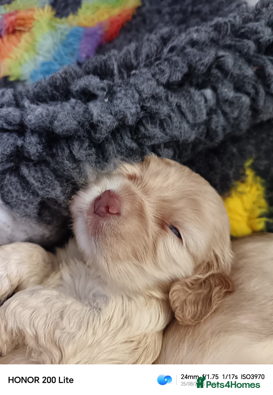 Cocker Spaniel dogs for sale: Show type Cocker spaniel puppy's KCR - Image 1