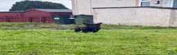 German Shepherd dogs for sale: German Shepherd  - Advert 2