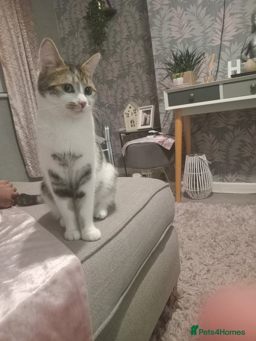 Mixed Breed cats for sale: Maine coon cross and tabby kittens - Advert 8