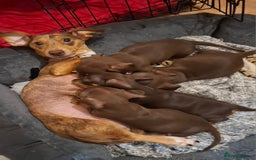 Dachshund dogs for sale: Gorgeous chocolate Dachshunds  - Image 1