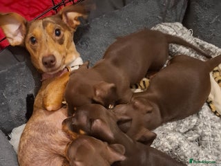 Dachshund dogs - Advert 31