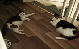 Mixed Breed cats for sale: 5 Mixed breed kittens for sale - Image 14