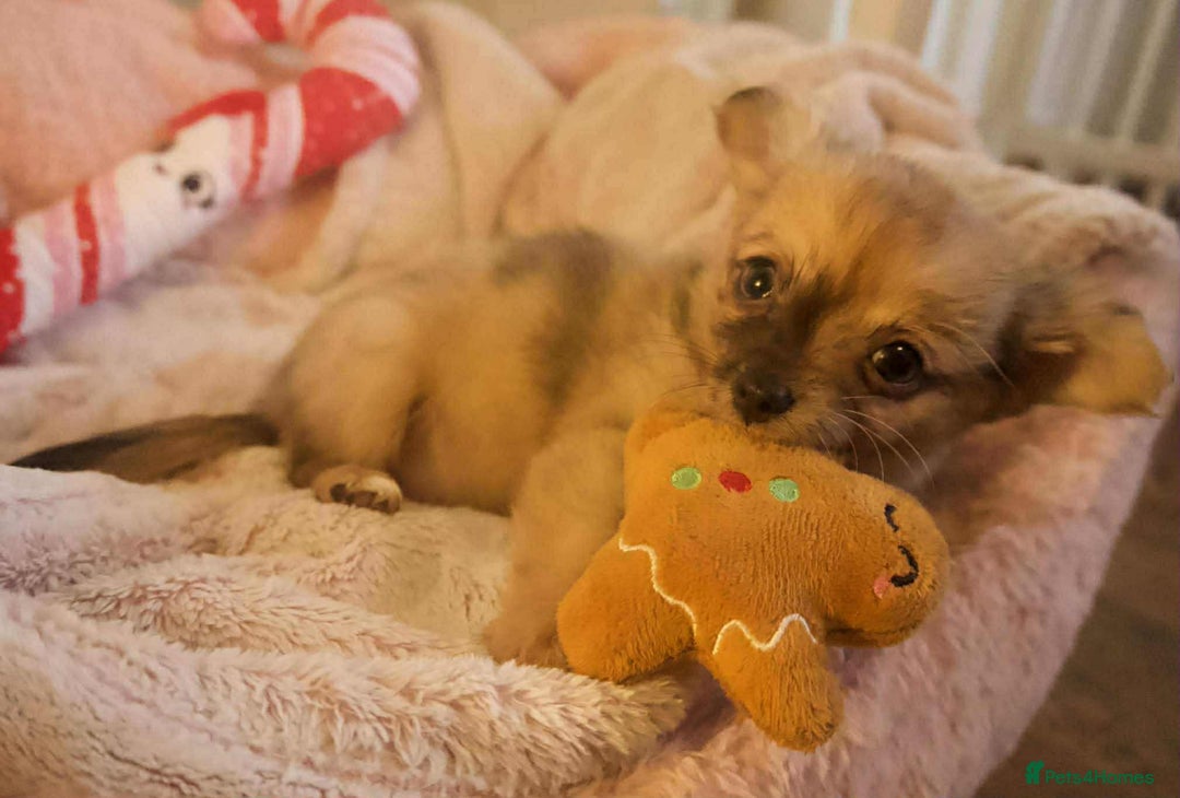 Chihuahua dogs for sale: Merle Chihuahua Puppies Longhaired Apple-head - Advert 5