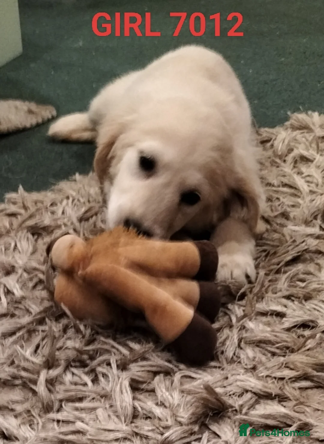 Golden Retriever dogs for sale: GOLDEN RETRIEVER PUPS - Advert 31