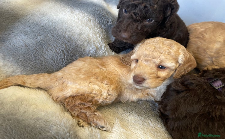 Cockapoo dogs - Advert 2