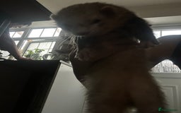 Ferret rodents for sale: Male ferrets looking for home. - Image 4