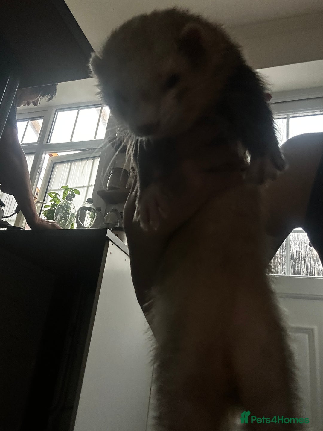Ferret rodents for sale: Male ferrets looking for home. - Image 4