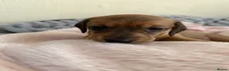 Miniature Dachshund dogs for sale: 5 beautiful miniature dachshund  - Advert 35