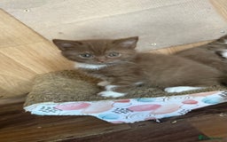 British Shorthair cats for sale:  Tica cinnamons BSH kittens - Image 4
