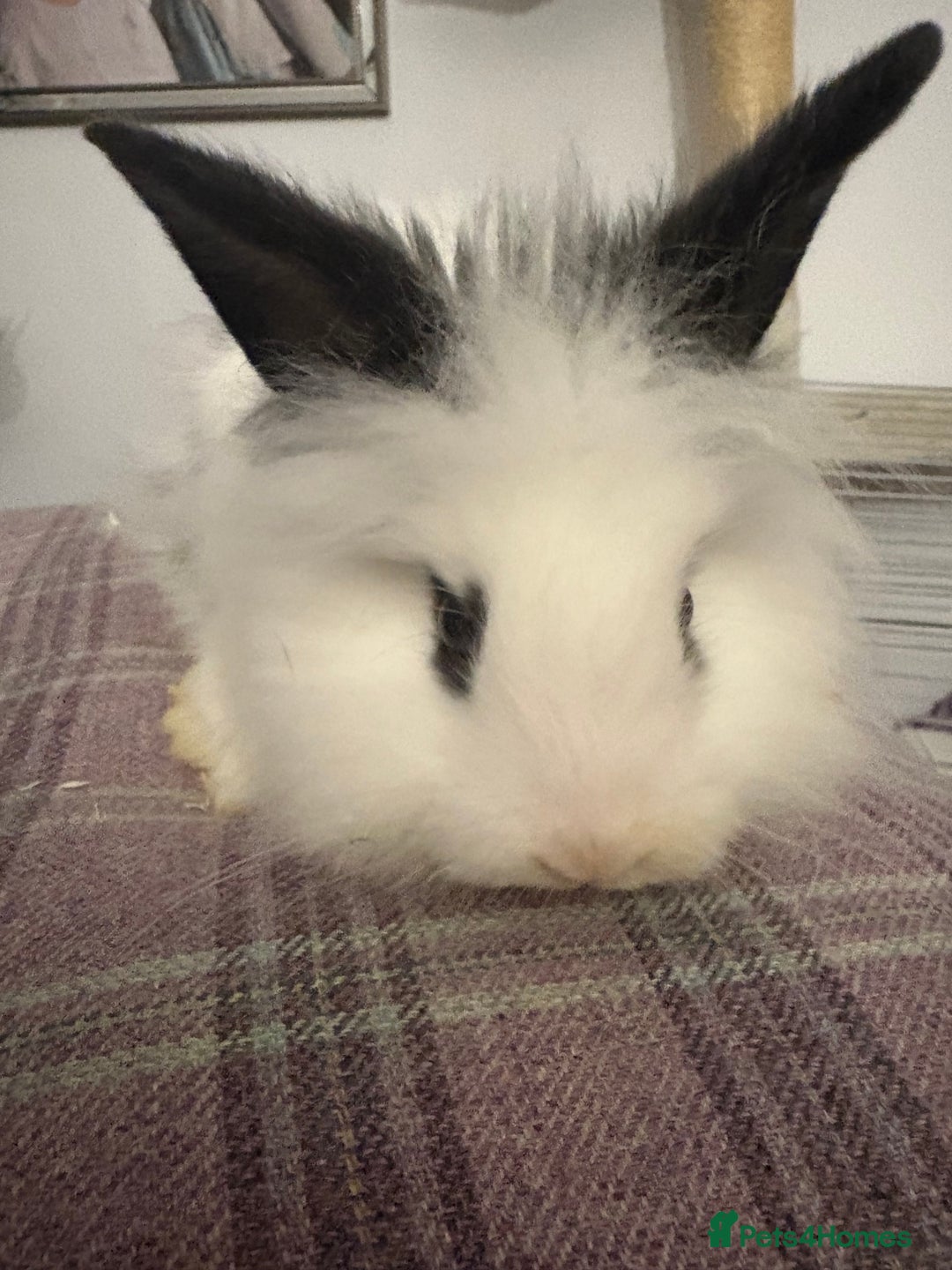 Mixed Breed rabbits for sale: Beautiful babies  - Advert 2