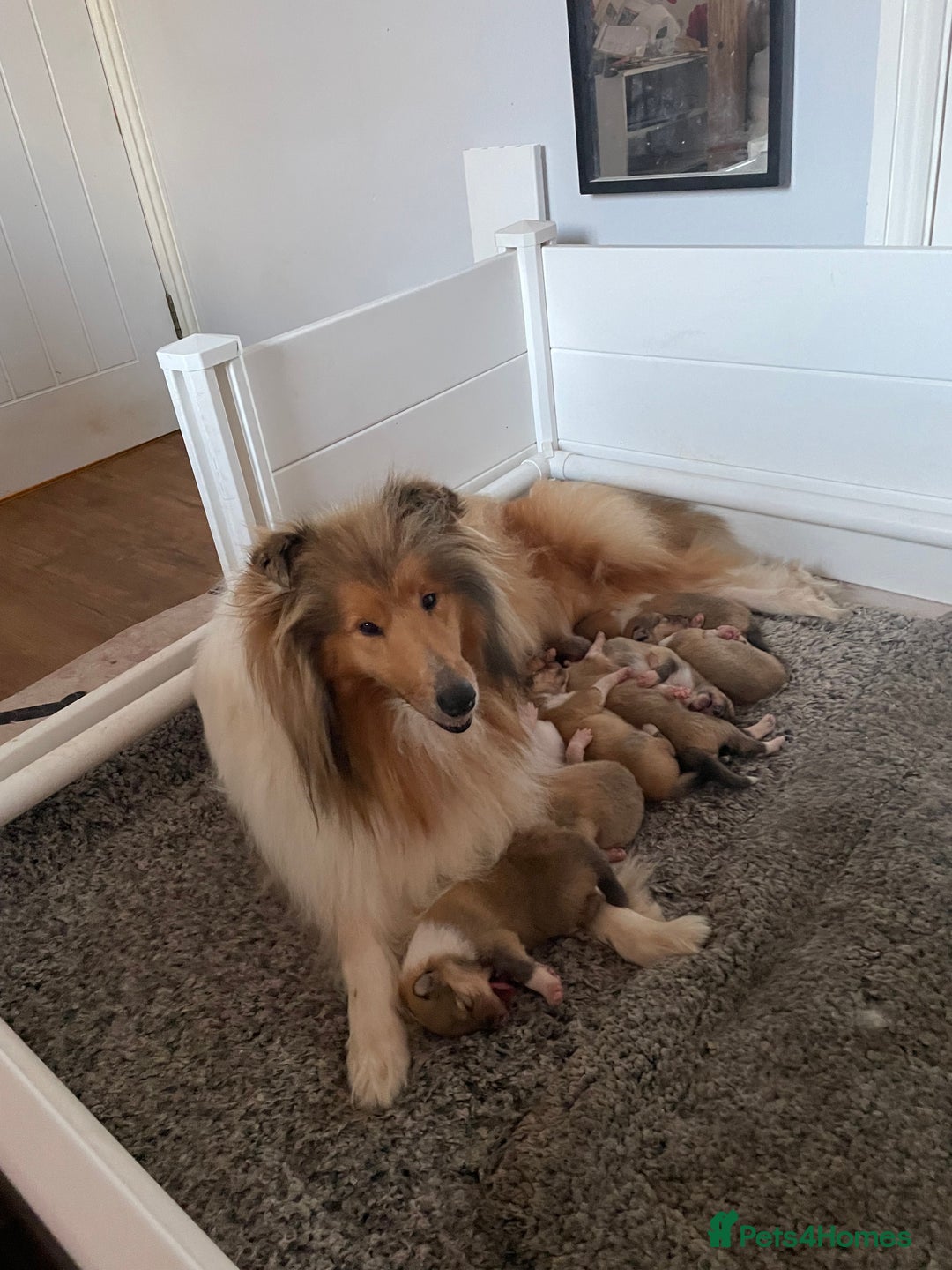 Rough Collie dogs for sale: KC Registered sable and white rough collie ouppies - Image 2