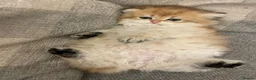 British Longhair cats for sale: Last BLH beautiful Boy - Advert 8
