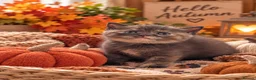 British Shorthair cats for sale: British shorthair kittens looking new home ❤️❤️❤️ - Advert 2