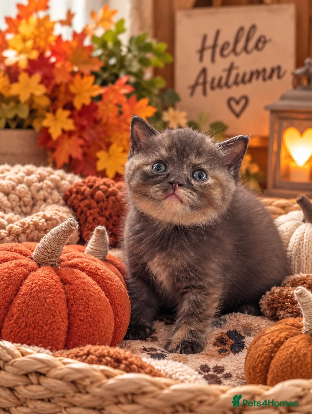 British Shorthair cats for sale: British shorthair kittens looking new home ❤️❤️❤️ - Advert 2