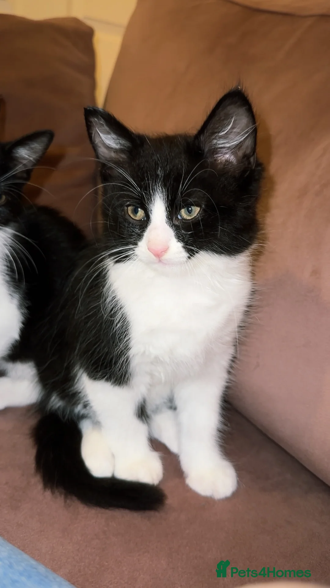 Mixed Breed cats for sale: Tuxedo ghost tabby  - Advert 10