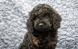 Cavapoo dogs for sale: F1B Cavapoo Boy Ready Now  - Image 10