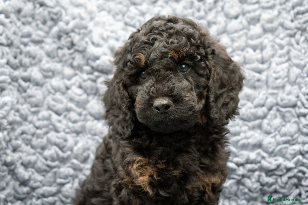 Cavapoo dogs for sale: F1B Cavapoo Boy Ready Now  - Image 10