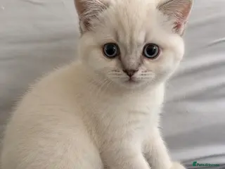 British Shorthair cats READY TO GO BSH KITTENS price negotiable‼️ - Advert 1