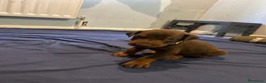 Dobermann Puppy 3