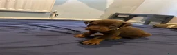 Dobermann dogs for sale: 7 beautiful Dobbman puppies  - Advert 6
