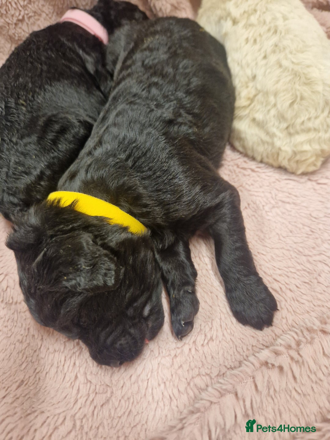 Goldendoodle dogs for sale: Quality goldendoodle puppies*4available,6reserved  - Image 23