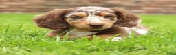 Miniature Dachshund dogs for sale: Longhaired miniature dachshund girl - Advert 2