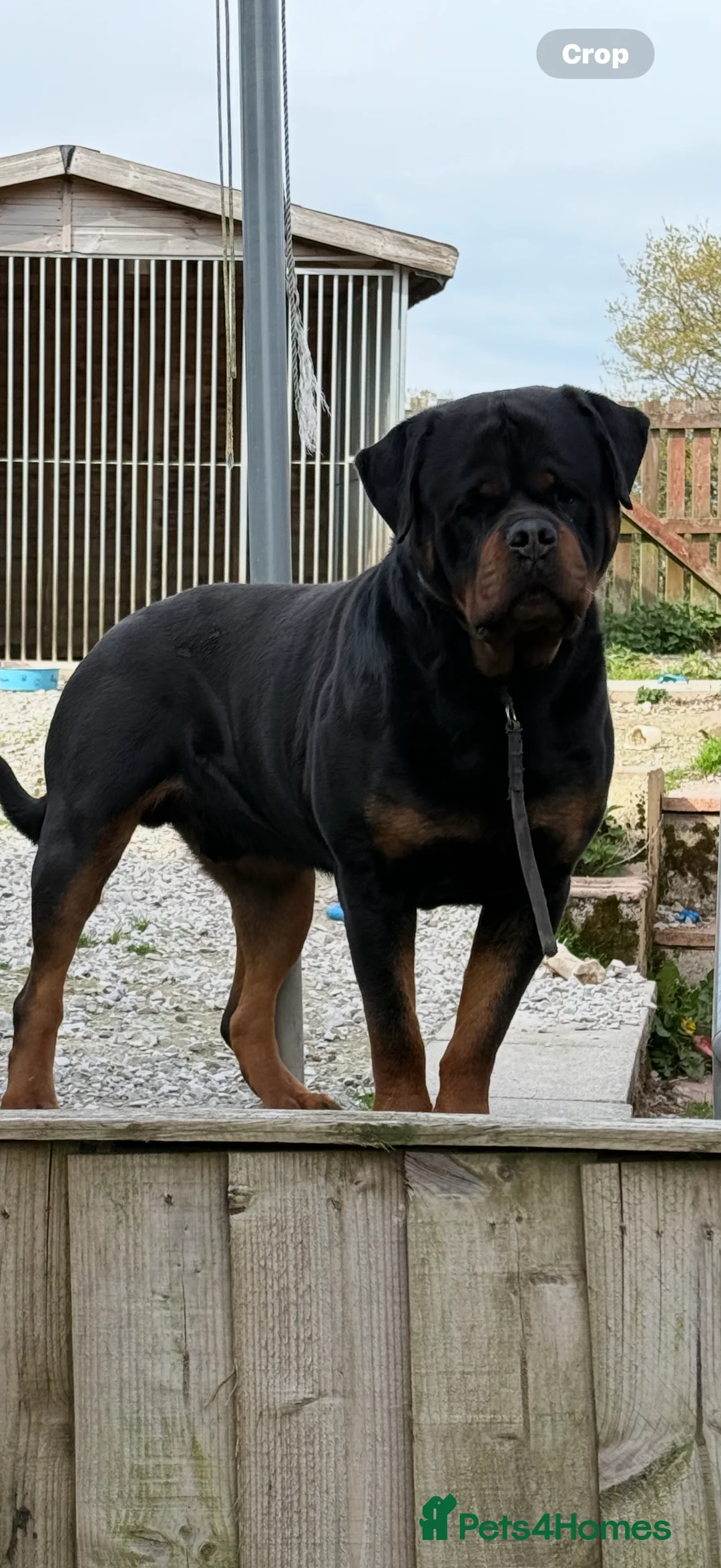 Rottweiler dogs for stud: Stunning KC registered fully health tested male   in Burnley - Advert 2