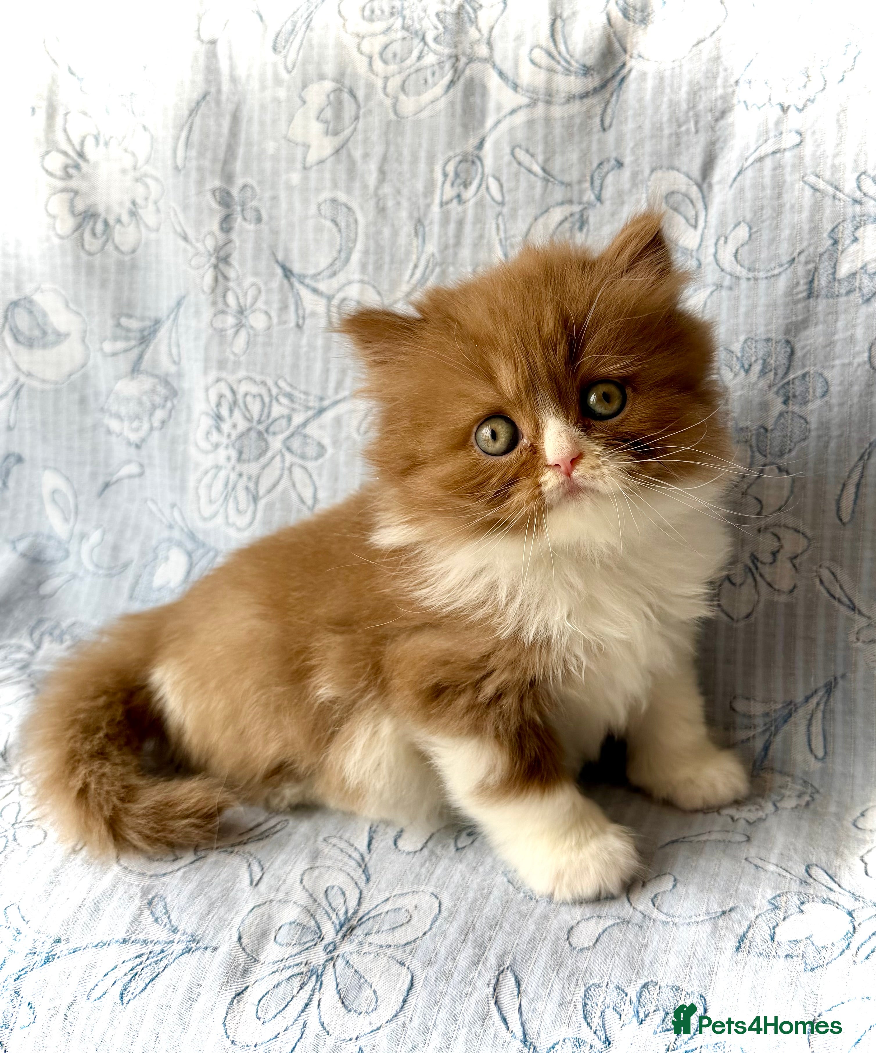 British Longhair cats for sale: Beautiful Cinnamon girls TICA registered  - Advert 6