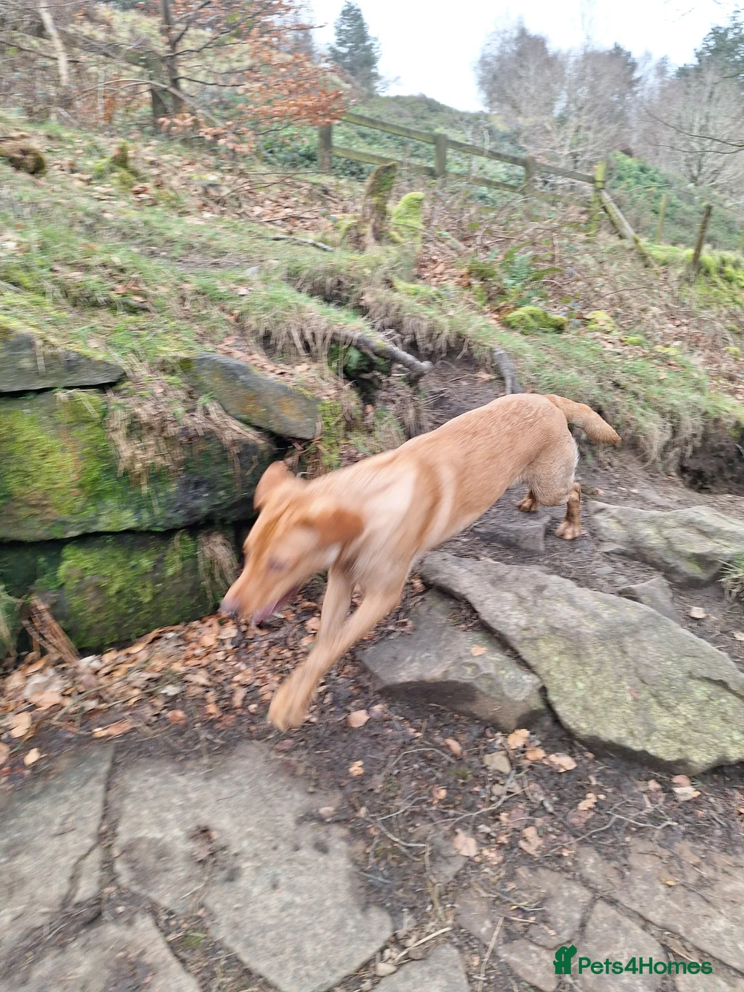 Labrador Retriever dogs for sale: Labrador Bitch 8 months old - Advert 15