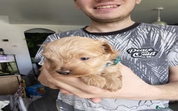 Maltipoo dogs for sale: F1B Toy Maltipoo  - Image 19